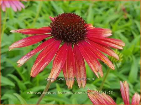 Echinacea purpurea &#39;Fountain Orange Bicolour&#39;