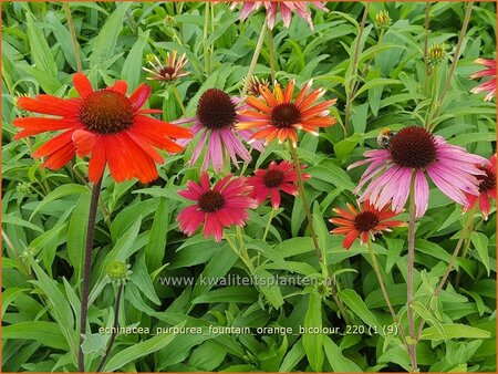 Echinacea purpurea &#39;Fountain Orange Bicolour&#39;