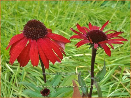 Echinacea purpurea &#39;Fountain Red&#39;