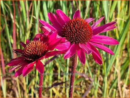 Echinacea purpurea &#39;JS Stiletto&#39;