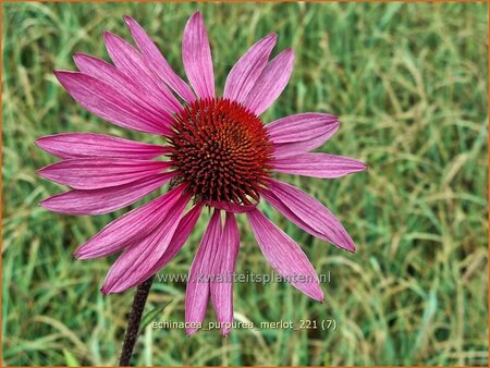 Echinacea purpurea &#39;Merlot&#39;
