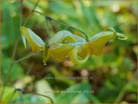 Epimedium &#39;André Charlier&#39;