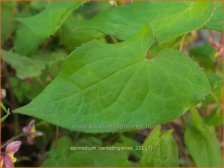 Epimedium cantabrigiense