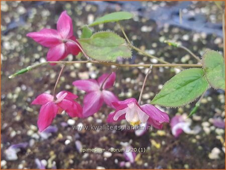 Epimedium rubrum