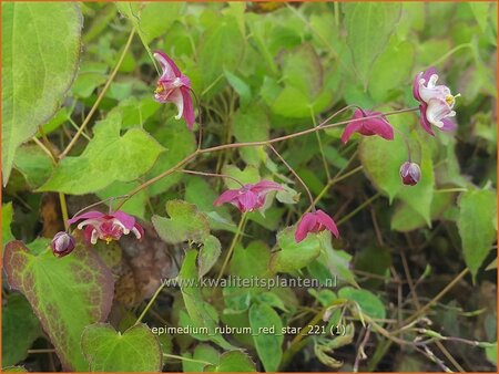 Epimedium rubrum &#39;Red Star&#39;