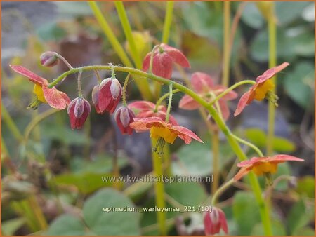 Epimedium warleyense