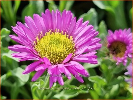 Erigeron glaucus &#39;Sea Breeze&#39;