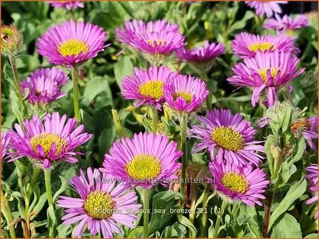 Erigeron glaucus &#39;Sea Breeze&#39;