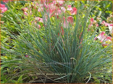 Festuca glauca &#39;Blaufuchs&#39;