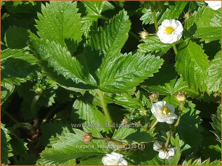 Fragaria vesca &#39;Plena&#39;