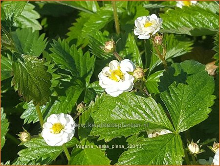 Fragaria vesca &#39;Plena&#39;