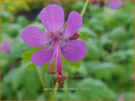 Geranium macrorrhizum