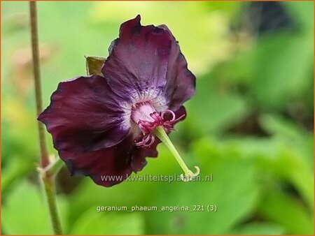 Geranium phaeum &#39;Angelina&#39;