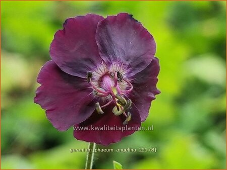 Geranium phaeum &#39;Angelina&#39;