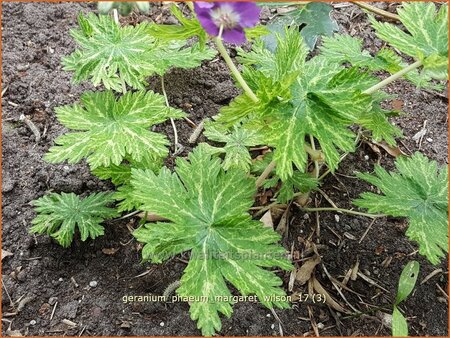Geranium phaeum &#39;Margaret Wilson&#39;