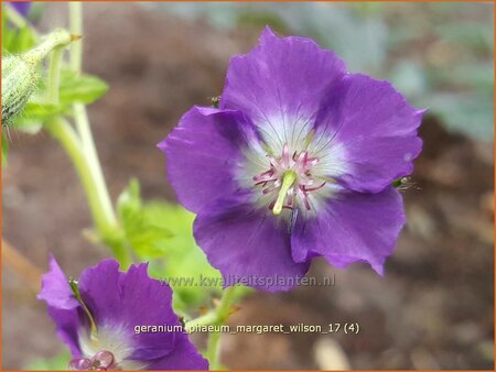 Geranium phaeum &#39;Margaret Wilson&#39;