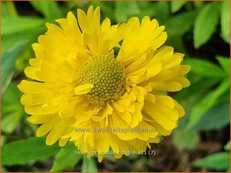 Helenium 'Double Trouble'