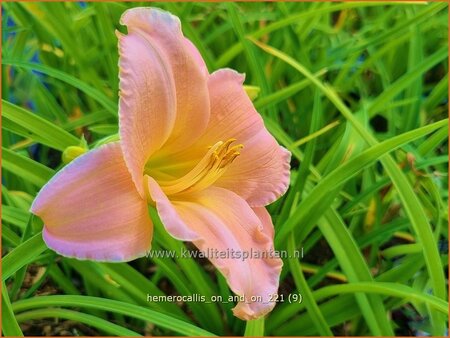 Hemerocallis 'On and On'