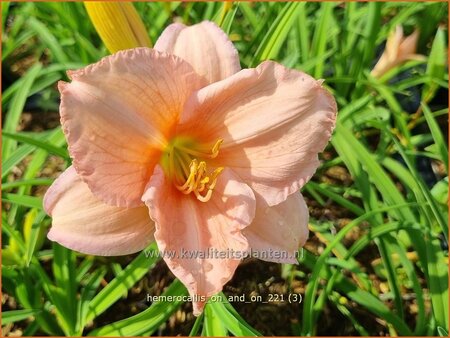 Hemerocallis &#39;On and On&#39;