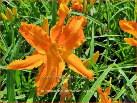 Hemerocallis &#39;Primal Scream&#39;