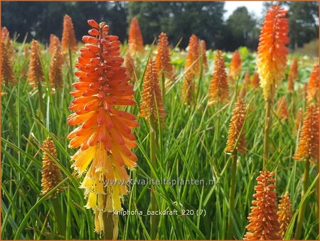 Kniphofia &#39;Backdraft&#39;