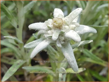 Leontopodium alpinum &#39;Matterhorn&#39;