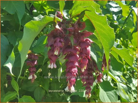 Leycesteria formosa
