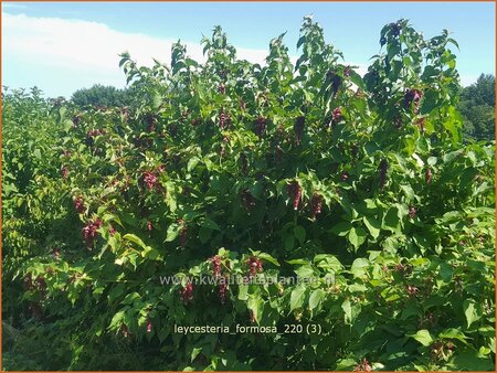 Leycesteria formosa