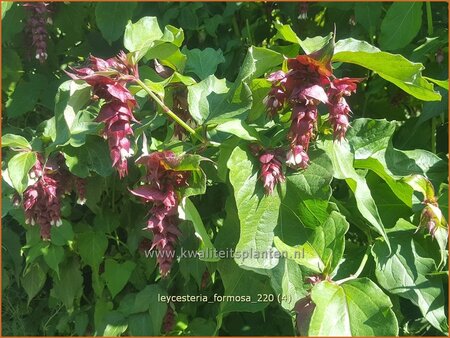 Leycesteria formosa