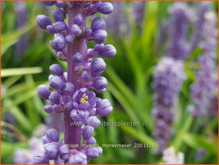 Liriope muscari &#39;Moneymaker&#39;