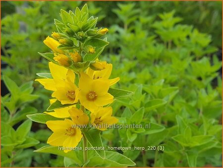 Lysimachia punctata &#39;Hometown Hero&#39;