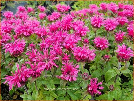 Monarda &#39;Cranberry Lace&#39;