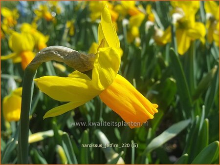 Narcissus &#39;Jetfire&#39;