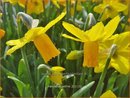 Narcissus &#39;Jetfire&#39;