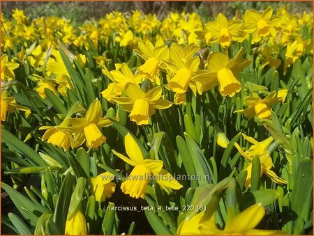 Narcissus &#39;Tête-à-Tête&#39;