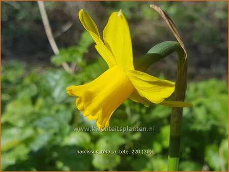 Narcissus &#39;Tête-à-Tête&#39;