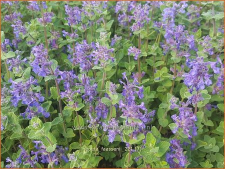 Nepeta faassenii