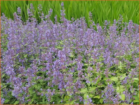 Nepeta faassenii &#39;Blue Wonder&#39;