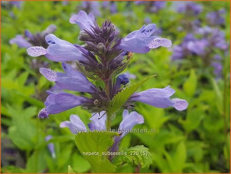 Nepeta subsessilis