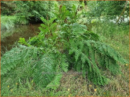 Osmunda regalis