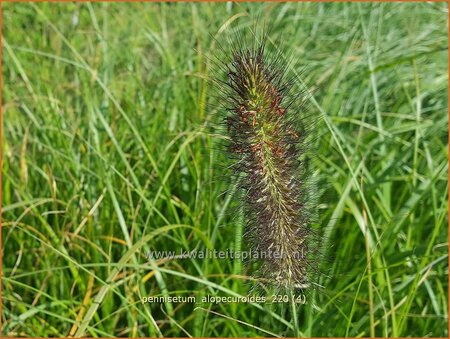 Pennisetum alopecuroides