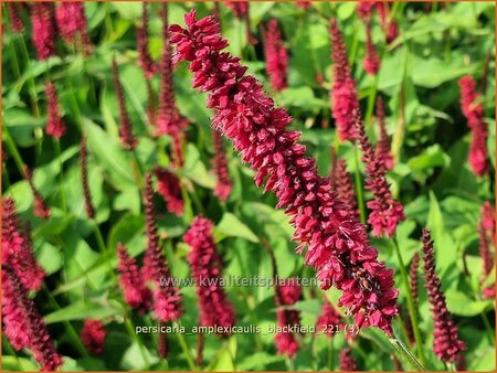 Persicaria amplexicaulis &#39;Blackfield&#39;