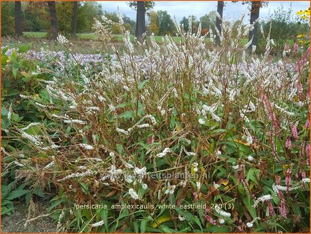 Persicaria amplexicaulis &#39;White Eastfield&#39;