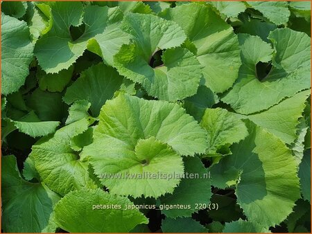 Petasites japonicus &#39;Giganteus&#39;