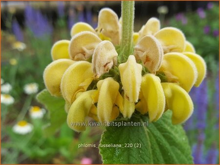 Phlomis russeliana