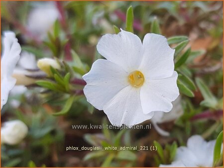 Phlox douglasii &#39;White Admiral&#39;