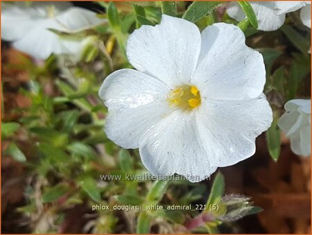 Phlox douglasii &#39;White Admiral&#39;