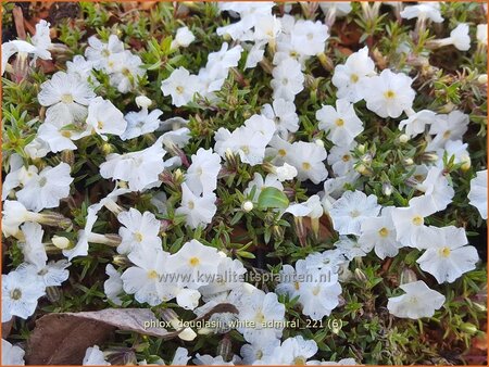 Phlox douglasii &#39;White Admiral&#39;