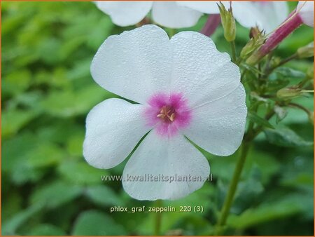 Phlox &#39;Graf Zeppelin&#39;