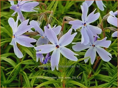 Phlox &#39;Oakington Blue Eyes&#39;